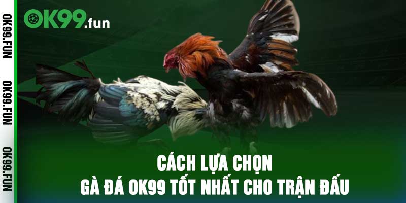 Cách lựa chọn gà đá OK99 tốt nhất cho trận đấu
